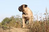 BULLMASTIFF 155